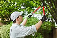 Best Tree Trimming Services - Leatherfacetreeservice