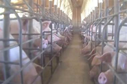 Video Showing Alleged Abuse of Factory Farm Pigs, Bacon Anyone?