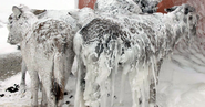 Frozen Donkeys in Turkey? Worry Not, They Are Thawed Out Now