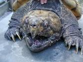 Did You Hear About the Huge Alligator Snapping Turtle Rescue?