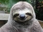 Sloths : Fun Facts About Sloths That Will Make Fall in Love with Them