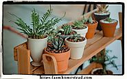 Indoor Plant Nursery a Boon to Health