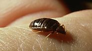 How to Kill Bed Bugs? - What Kills Bed Bugs Fast?