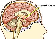Amazing Fact to Know About the Hypothalamus and ECS