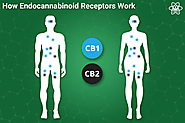 What Is The Role of Receptors in the Endocannabinoid System?