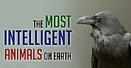 To𝗉 5 Most 𝗶ntell𝗶gent An𝗶mals On Earth | TheTop5