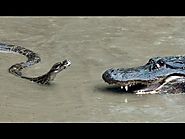 Python vs Alligator 01 -- Real Fight -- Python attacks Alligator