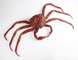 Watch a Female Red King Crab Molting Out of its Shell [Video]