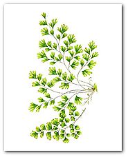 Fern Leaf Print, Botanical Maidenhair Art
