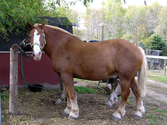 Belgium Draft horse