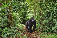 Gorilla Trekking is the highlight of our trip to Uganda but not unassisted