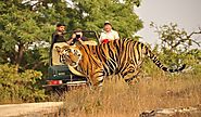 Pench Tiger Reserve Online Booking | Online Jugle Safari Booking