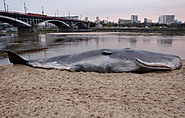 Sztuczny wieloryb na plaży w centrum Warszawy promuje nowy numer „Przekroju”