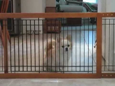 Freestanding Pet Gates - Step Over or Tall