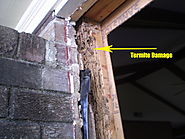 What is a Timber Pest Inspection? - Landmark Inspections