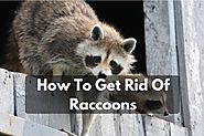 How To Get Rid Of Raccoons Naturally? - Raccoon Removal