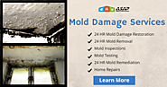 Mold Damage Services — ASAP Restoration – Peter Parkar – Medium