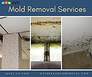 Mold Remediation and Removal Services