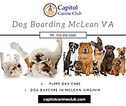 Dog Boarding McLean VA | Capitol Canine Club
