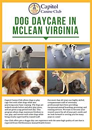 Affectionate Dog Daycare in McLean Virginia