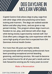 Dog Daycare in McLean, Virginia