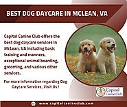 Best Dog Daycare In McLean, VA