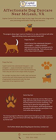Affectionate Dog Daycare Near McLean, VA