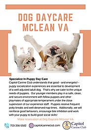 Best Dog Daycare in McLean VA