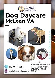 Dog Daycare McLean VA | Capitol Canine Club