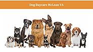 Dog Boarding McLean VA | Capitol Canine Club