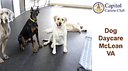 Dog Daycare McLean VA - Capitol Canine Club