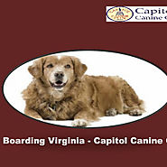 Dog Boarding Virginia - Capitol Canine Club