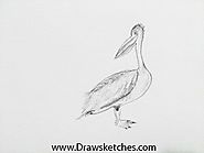 #drawing, #pencil drawing #how to draw a pelican #Draw a pelican #sketches