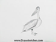 How to Draw a Pelican :In a Few easy steps with pictures