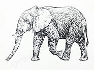 How to Draw An Elephant: In 13 Easy And Detailed Steps with (Pictures)