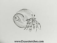 How to Draw a Hermit Crab: In 8 Easy And Detailed steps with (pictures)