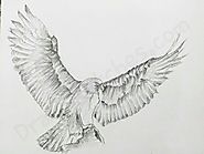 How to Draw an Eagle: In A Few Easy Steps with Pictures