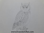 How to Draw a Snowy Owl :In a Few easy steps with pictures
