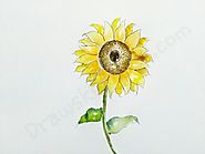 How to Draw A Sunflower: In a Few easy steps with pictures