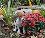 Best Irish Jack Russell Puppies For Sale