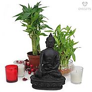 Buddha N Lucky Bamboo Plants Product Code : OG-2027
