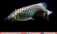 Top 10 Most Expensive Fish In The World 2018