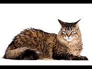 Ideal Companion: Maine Coon cat - Things to Know