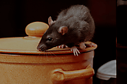 Call a Rat Exterminator Sydney