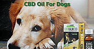 CBD For Your Dog - A Complete Guidelines