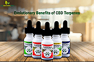 Numerous Benefits of CBD Terpenes