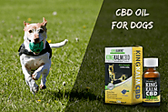 Find The Best Way To Choose CBD For Your Dogs