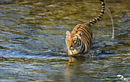 Jungle Safari in Jim Corbett