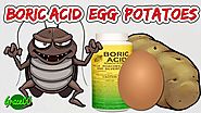 How To Get Rid of Cockroaches With Boric Acid | Best Way Get Rid Roaches Permanently