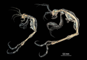 The Koyal Group Journals, New species of terrifying looking 'skeleton shrimp' discovered